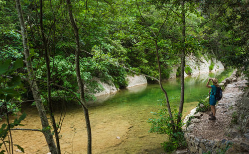 Scenic view of river amidst trees in forest