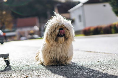 Dog sitting on a street