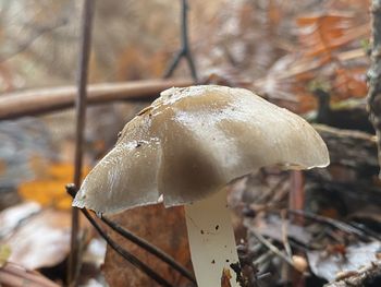 Close-up of mushroom growing on field