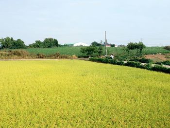 Scenic view of grassy field against sky