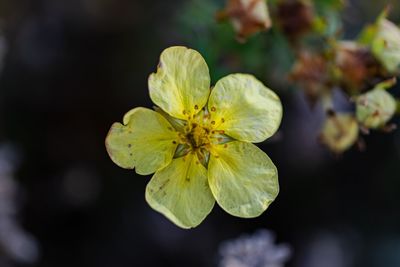 Close-up of yellow flowering plant