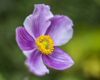 flowering plant