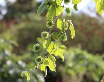 Close-up of fresh green leaves