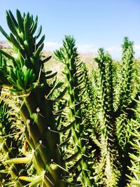 Close-up of cactus plant growing on field