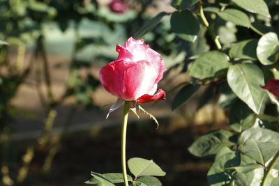 Close-up of red rose blooming outdoors