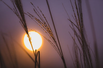 Close-up of plants at sunset