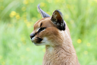 Close-up of the head of an alert caracal