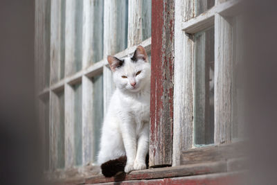 Cat looking through window