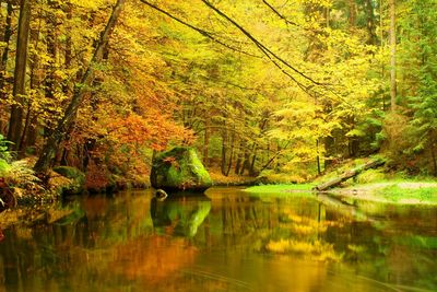 Autumn mountain river banks. fresh green mossy boulders with colorful leaves from beeches or maples