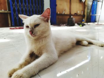 White cat resting on floor
