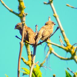 Low angle view of bird perching on tree