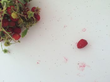 Close-up of red flower on table