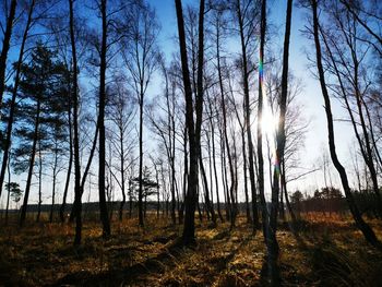 Sunlight streaming through trees in forest