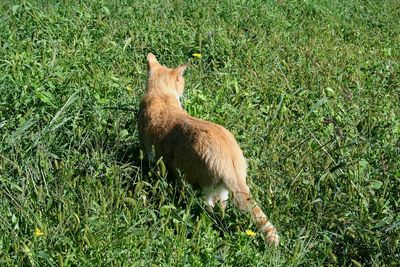 Close-up of dog on field