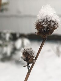 Close-up of snow on plant against sky