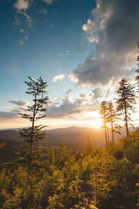 Low angle view of trees against sky