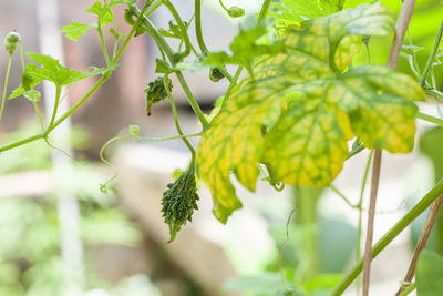 Closeup bitter melon or bitter gourd plant organic agriculture