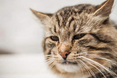 Close-up portrait of a cat