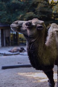Close-up of camel looking away