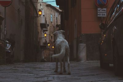 Rear view of cat on street at night