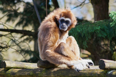 Monkey sitting on wood