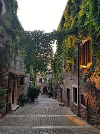 Street amidst trees and buildings against sky