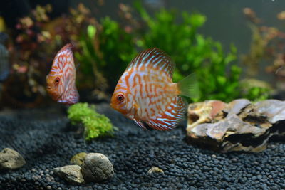 Close-up of fish swimming in sea