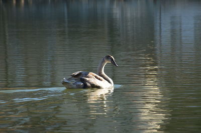 Duck swimming in lake