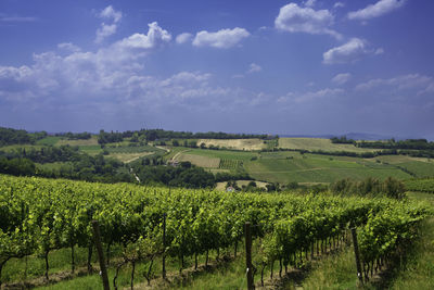 Scenic view of vineyard against sky