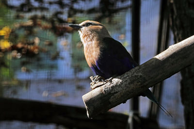 Close-up of bird perching on branch