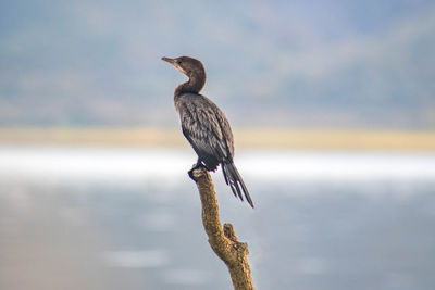 Close-up of bird perching on a sea