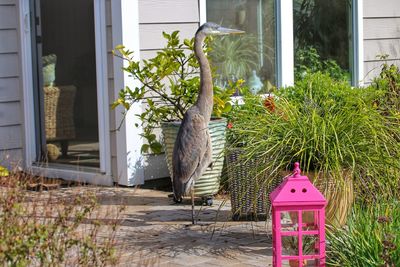 Plants outside building