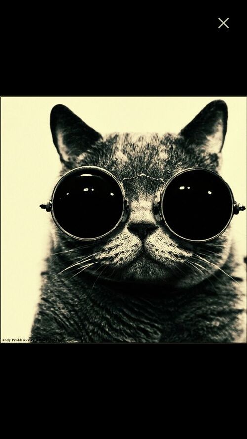 Cool cat