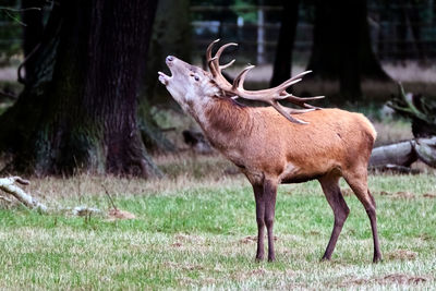 Deer in a field