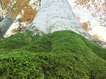 View of trees on landscape