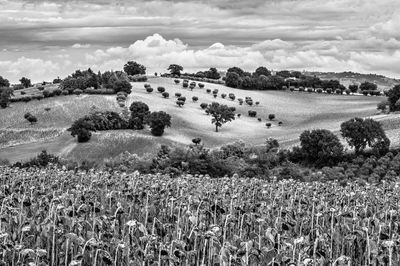 Scenic view of field against clear sky