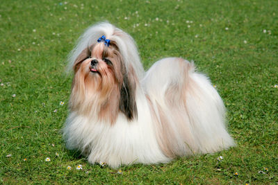 Portrait of dog on grass