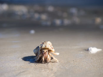 Close-up of crab on sand at beach