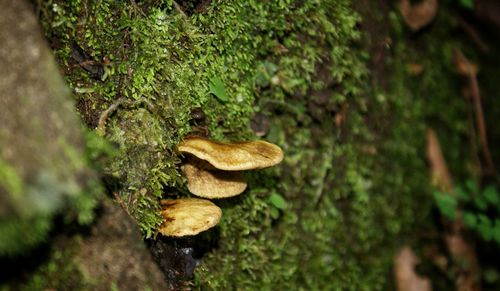 Close-up of moss growing on tree trunk