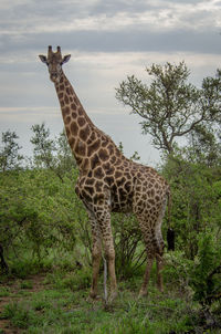 Giraffe standing on land against the sky
