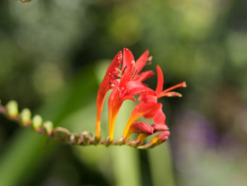 Close-up of red rose flower