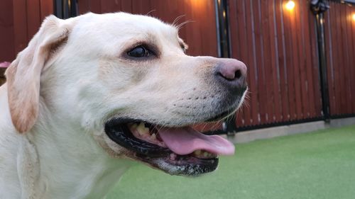 Close-up of dog looking away