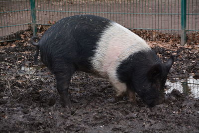 High angle view of pig on mud in farm