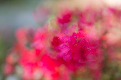 Close-up of pink flowers