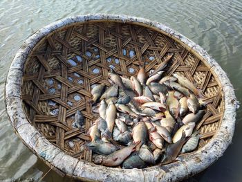 High angle view of fish in basket