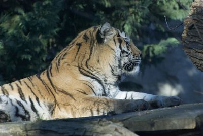 Close-up of a cat in zoo