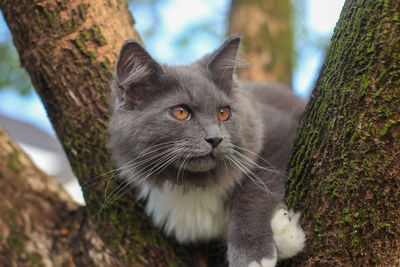 Close-up of cat resembles of british longhair mixed with maine coon climb a tree.