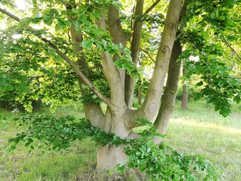 Trees on field