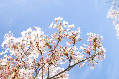 Low angle view of cherry blossoms against blue sky