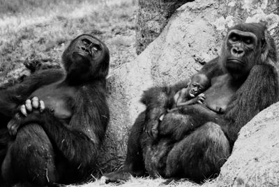 Close-up of monkey sitting outdoors